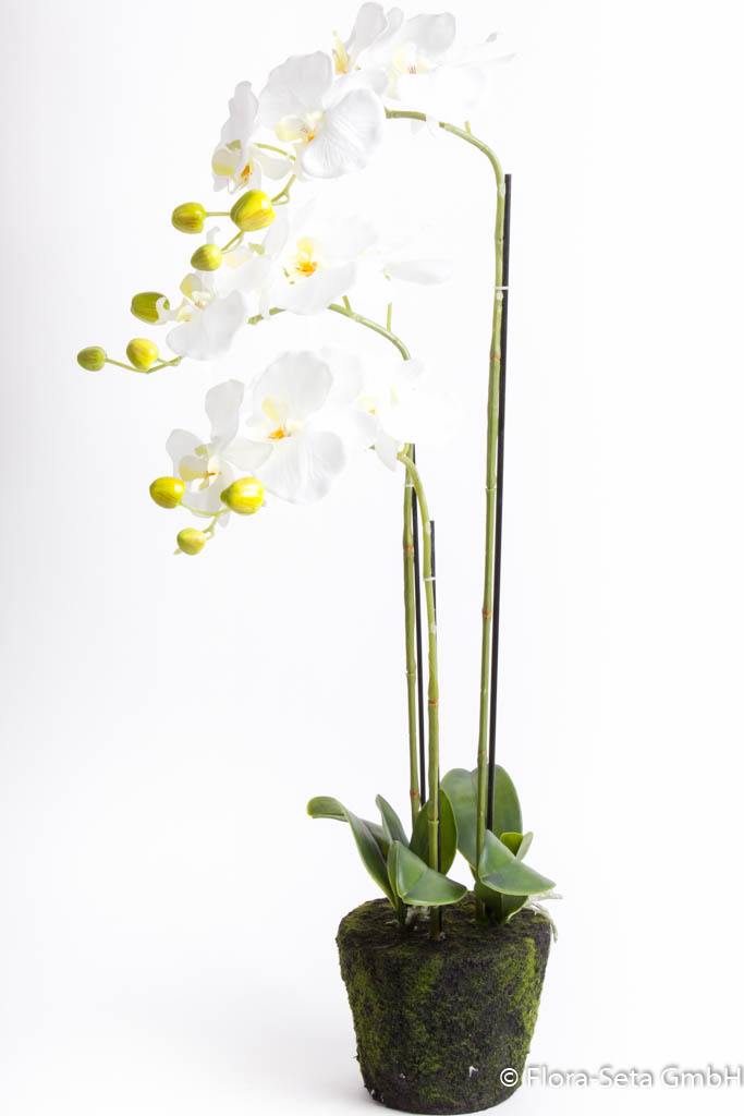 Orchidee auf künstlichem Erdballen mit 3 Rispen, Höhe ca. 75 cm Farbe: creme-weiss