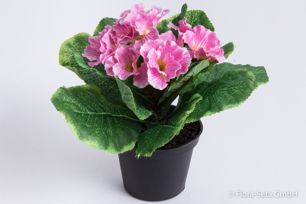 Primelbusch mit 9 Blüten in schwarzem Kunststofftopf Farbe: rosa
