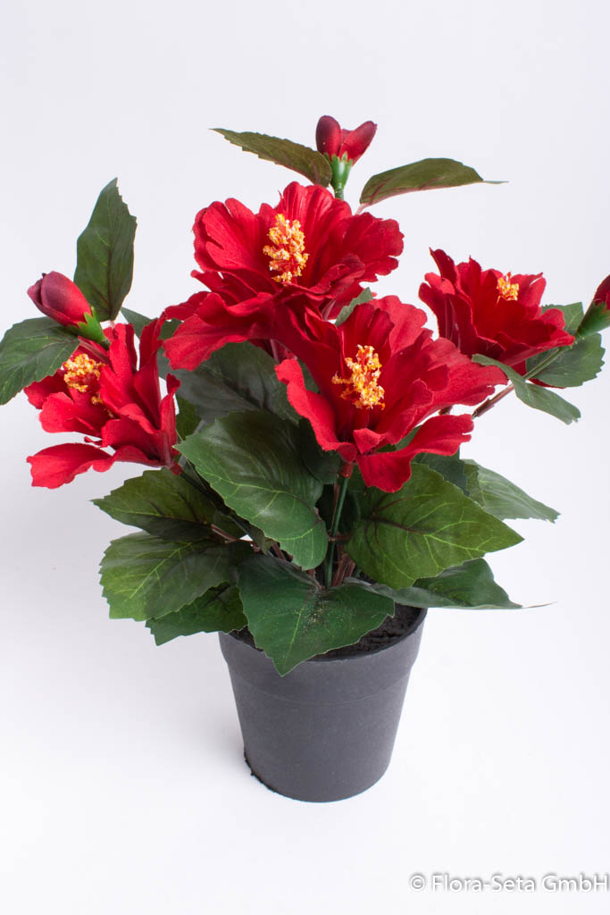 Hibiskus mit 5 Blütenköpfen im schwarzen Kunststofftopf Farbe: rot