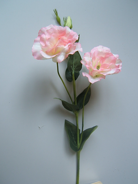 Malve mit 2 Blüten, 3 Knospen und 8 Blättern Farbe:pink