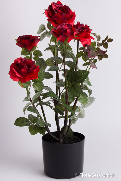 Rosenstock Vivaldi mit 5 Blüten und einer Knospe im schwarzen Kuststofftopf Farbe: rot