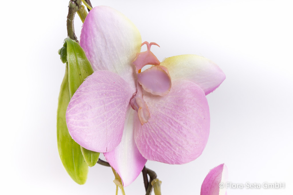 Phalaenopsis Girlande Farbe: creme-rosa
