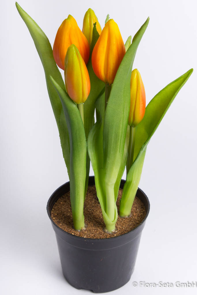 Tulpenarrangement mit 5 Blütenknospen im schwarzen Kunststofftopf Farbe: orange