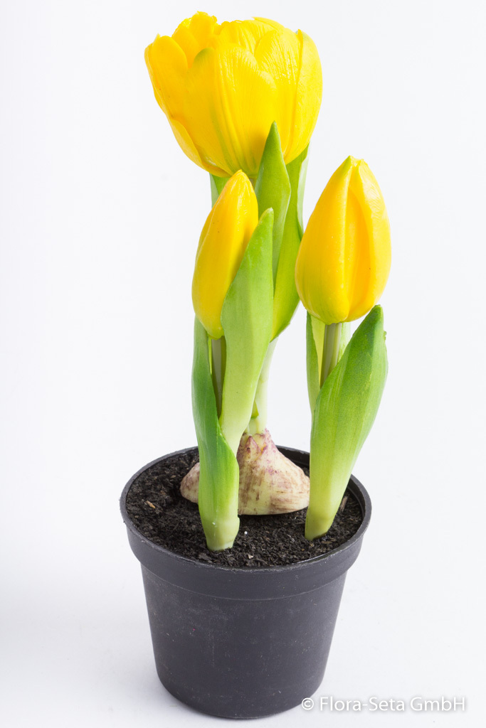 Tulpenset mit 1 Blüte und 2 Knospen in schwarzem Kunststofftopf "real touch" Farbe: gelb