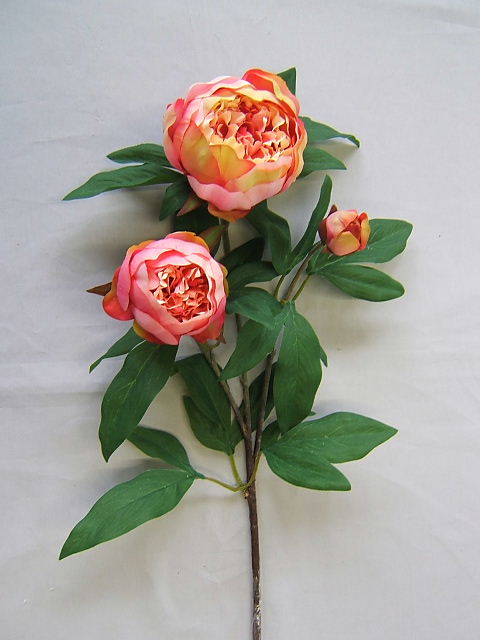 Pfingstrose mit 3 Blüten/Knospen Farbe:lachs-rot