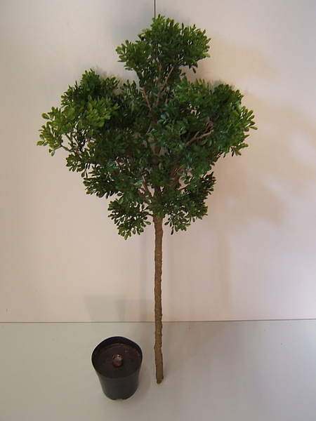 Buchsbaum Natura im Kunststofftopf (nur im 2er-Set lieferbar)