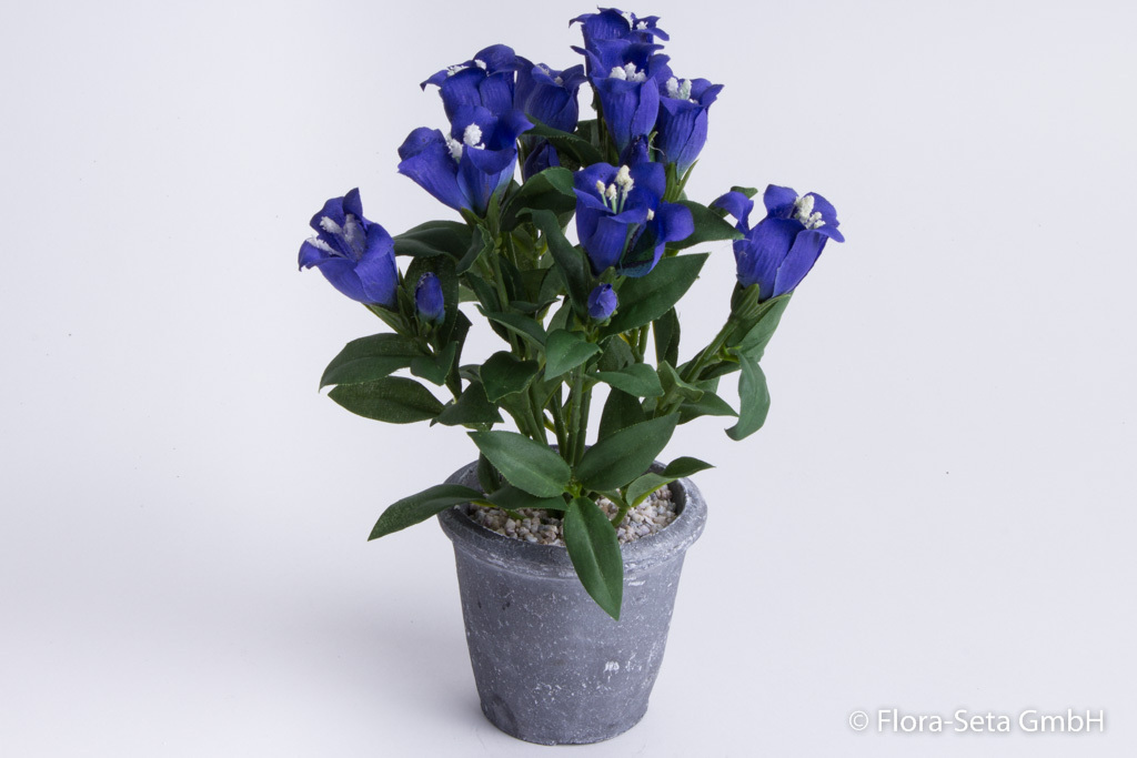 Enzian mit 9 Blüten und 6 Knospen in grauem Keramitktopf Farbe:blau
