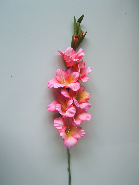 Gladiole mit 7 Blüten und 2 Knospen Farbe:pink