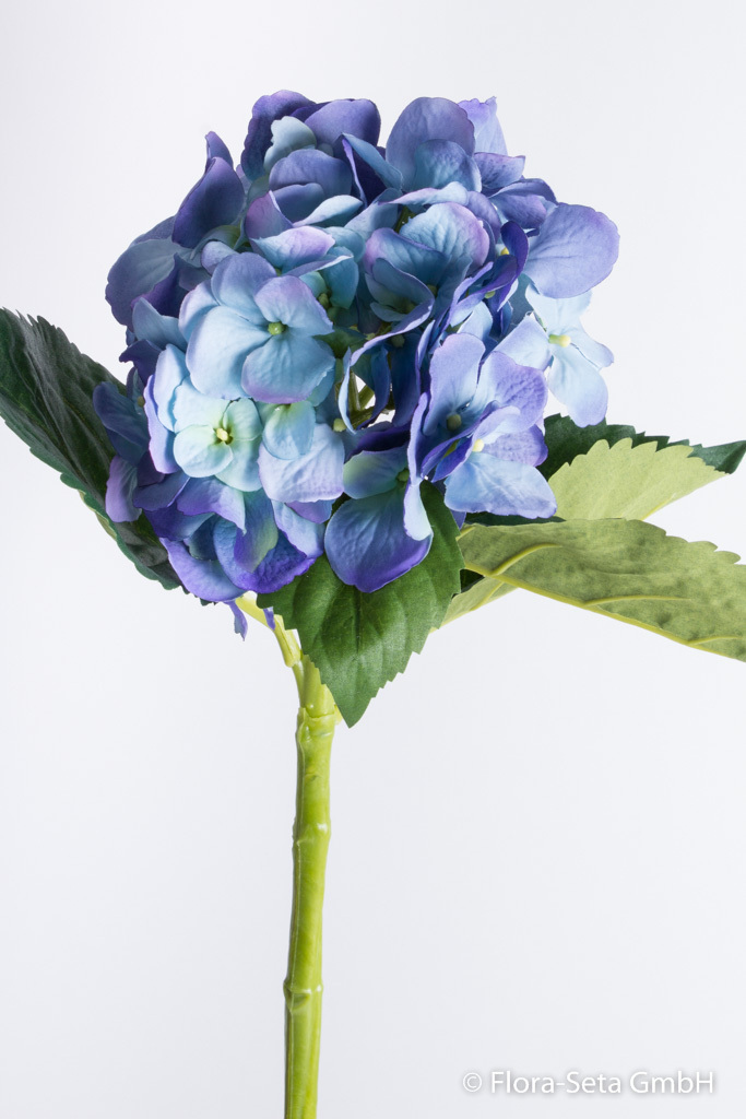 Hortensie Aqua mit 5 Blättern Farbe: hellblau-blau