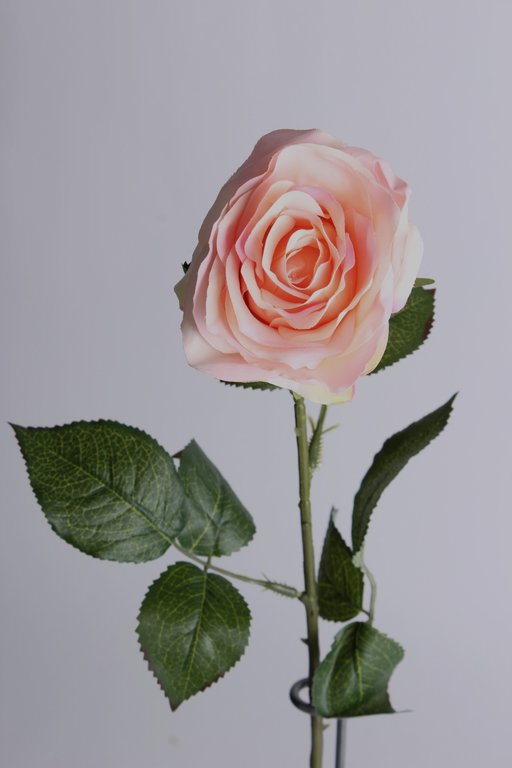 Rose Dijon Farbe: creme-pink