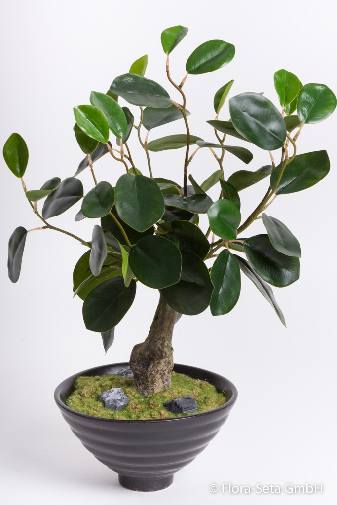 Ficus-Panda Bonsai in schwarzer Keramikschale