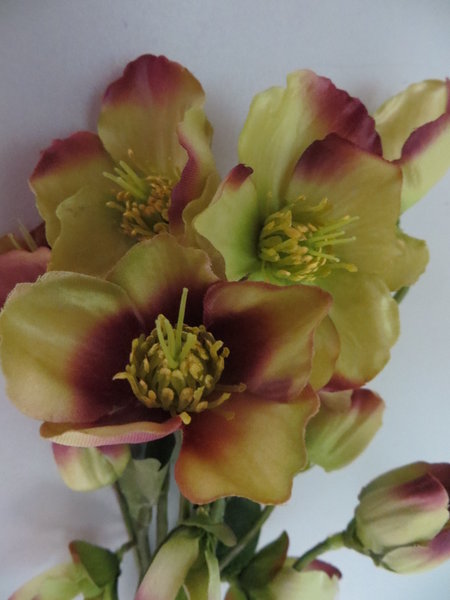Christrosenbusch mit 11 Blüten Farbe:grün-mauve