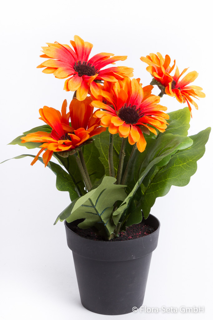 Gerbera mit 5 Blüten im schwarzen Kunststofftopf Farbe: orange
