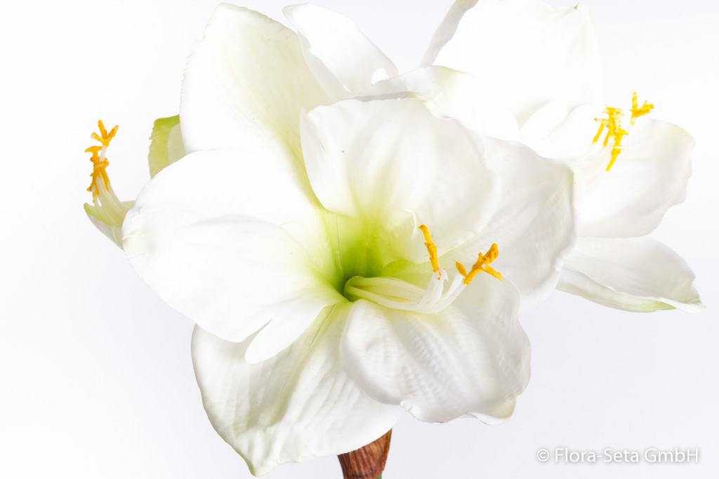 Amaryllis mit 2 Blüten und 1 Knospe Farbe: creme-weiß "real touch"