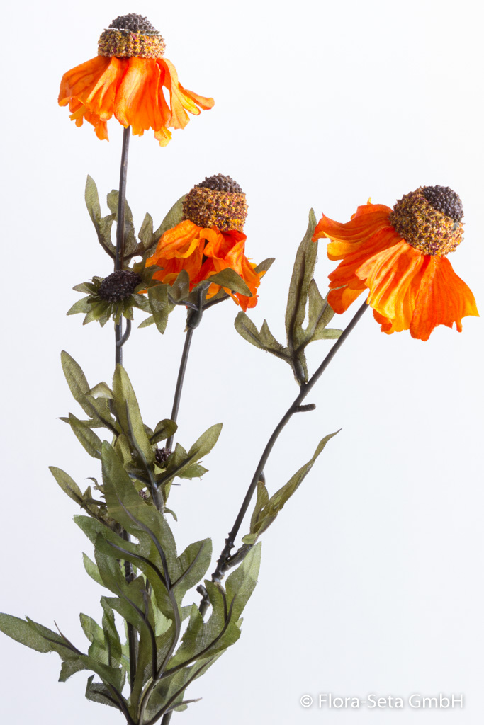 Sonnenhut (Rudbeckia) mit 3 Blüten und 3 Knospen Farbe: orange