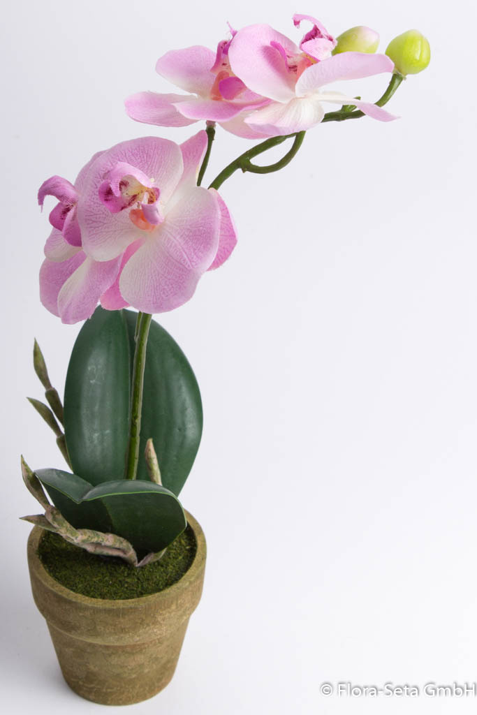 Orchidee Phalaenopsis im braunen Töpfchen Farbe: pink
