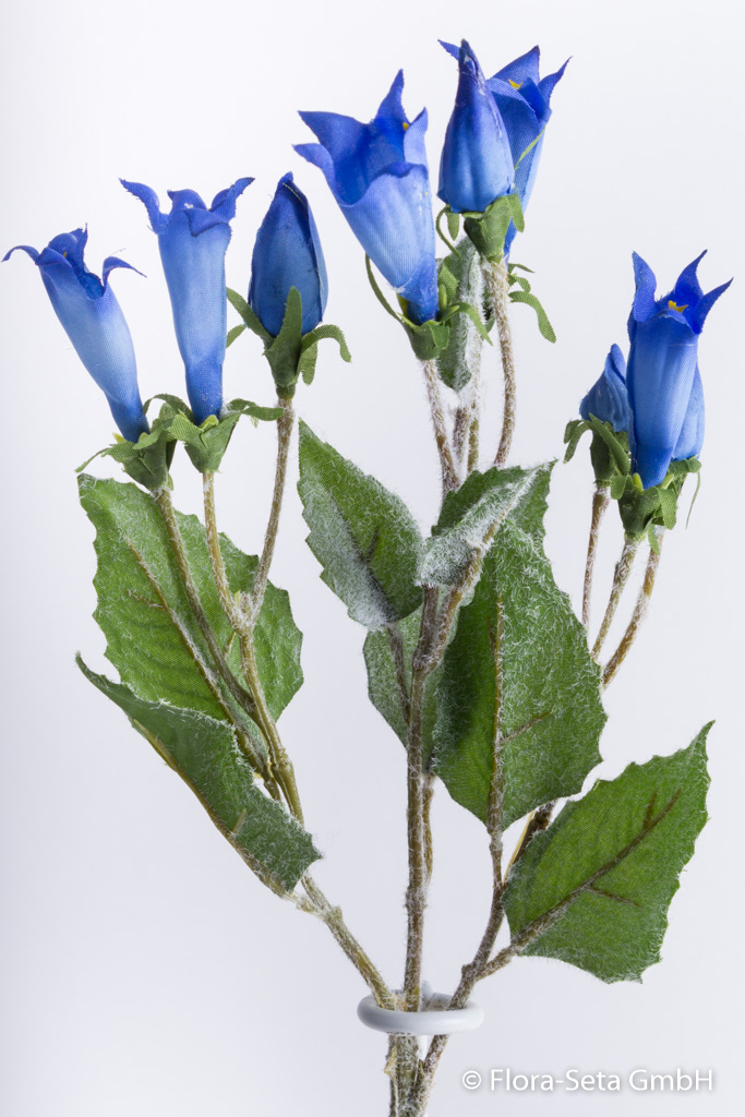 Enzianzweig mit 5 Blüten und 4 Knospen