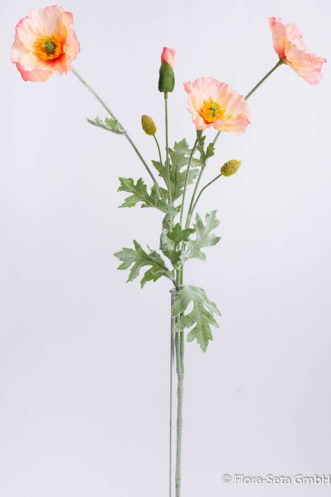 Mohnblume mit 3 Blüten und Kospen Farbe: lachs
