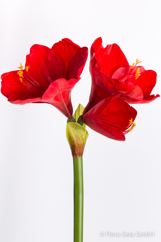 Amaryllis mit 2 Blüten und 1 Knospe Farbe: rot "real touch"
