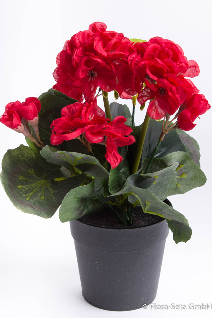 Geranienbusch mit 6 Blütenköpfen im schwarzen Kunststofftopf Farbe: rot