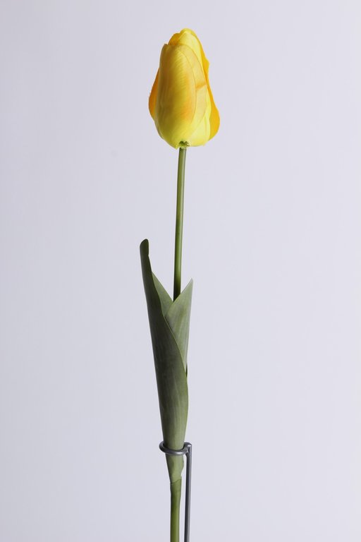 Tulpe langstielig mit 2 Blättern Farbe: gelb