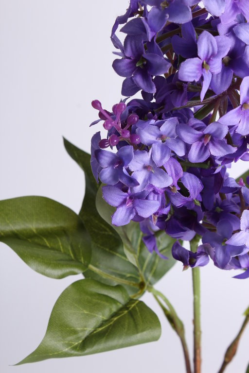 Fliederzweig mit 6 Blättern Farbe: purple