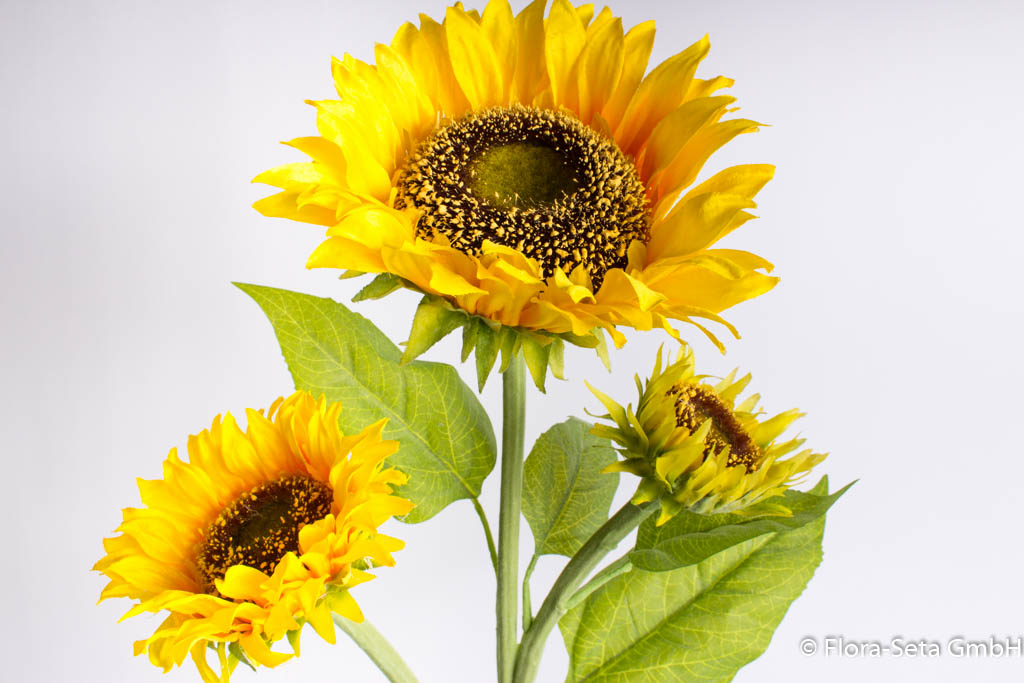 Sonnenblume mit 3 Blüten Farbe: gelb
