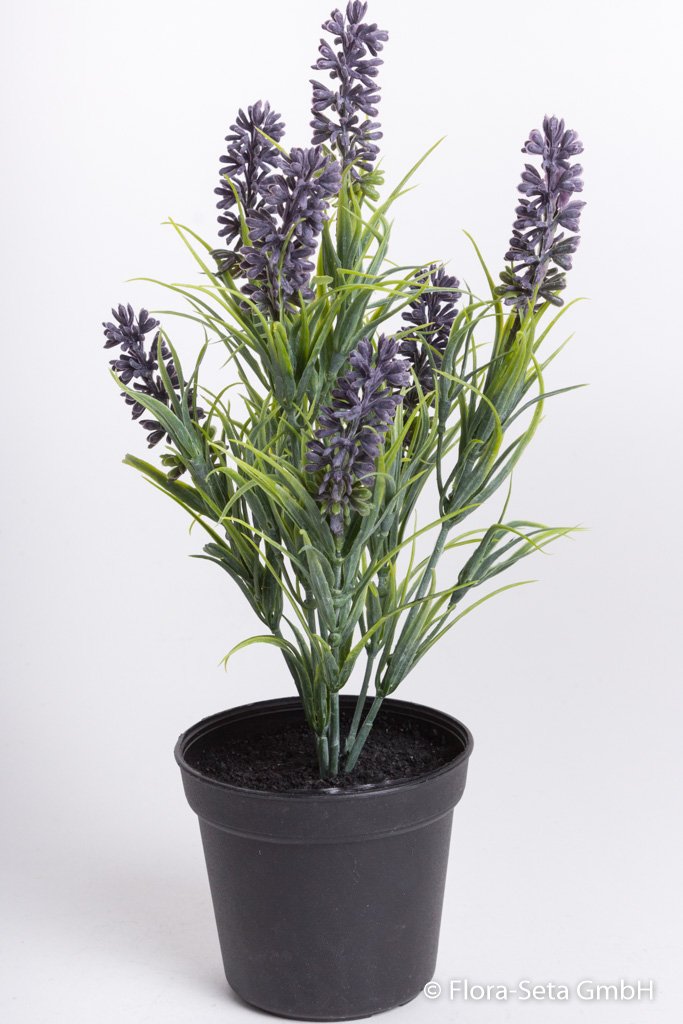 Lavendel in schwarzem Kunststofftopf Farbe:lavendel