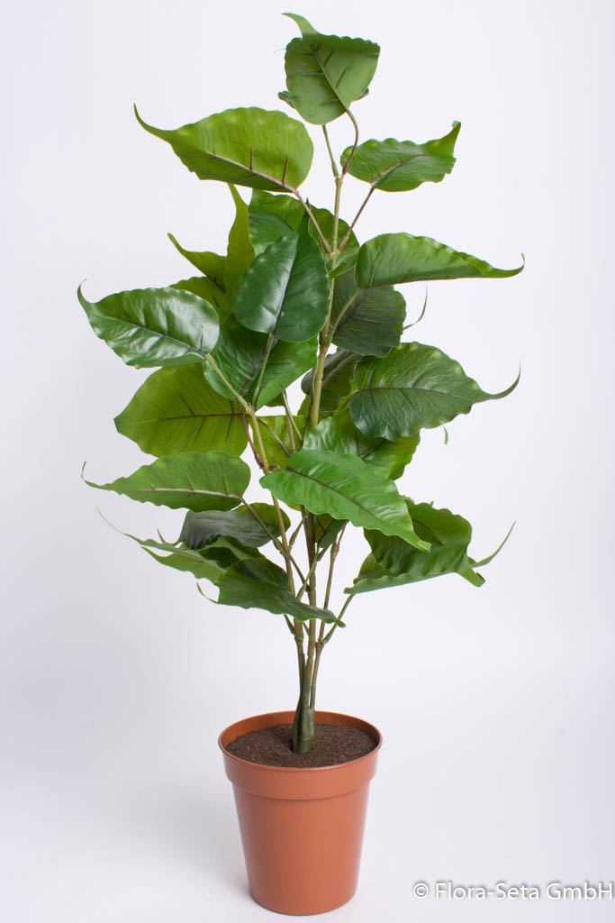 Ficus Robusta im braunen Kunststofftopf, Höhe ca. 64 cm