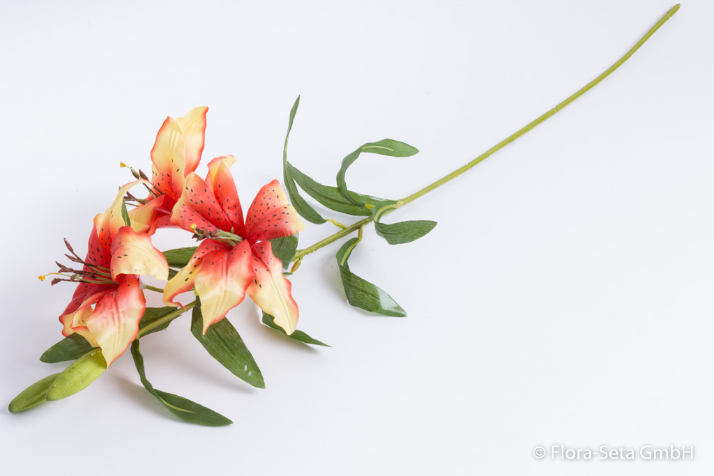 Lilie mit 3 Blüten und 2 Knospen, Farbe: orange-gelb