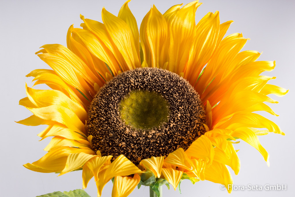 Sonnenblume Gigant mit 8 Blättern Farbe:gelb