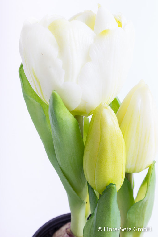 Tulpenset mit 1 Blüte und 2 Knospen in schwarzem Kunststofftopf "real touch" Farbe: creme-weiß