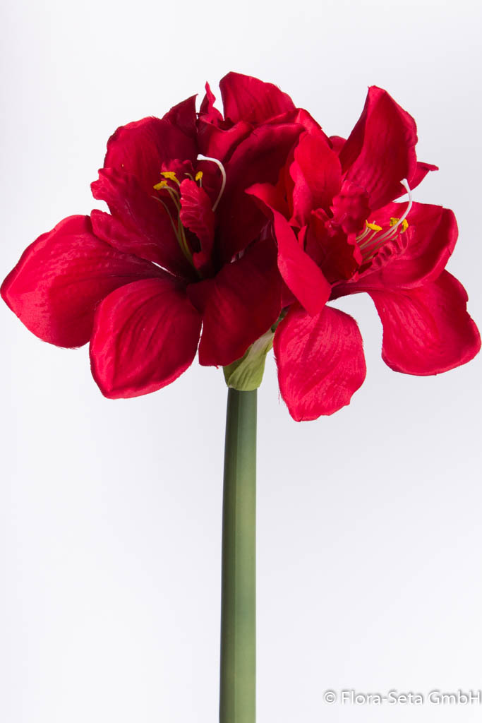 Amaryllis mit 3 Blüten und 1 Knospe Farbe: rot