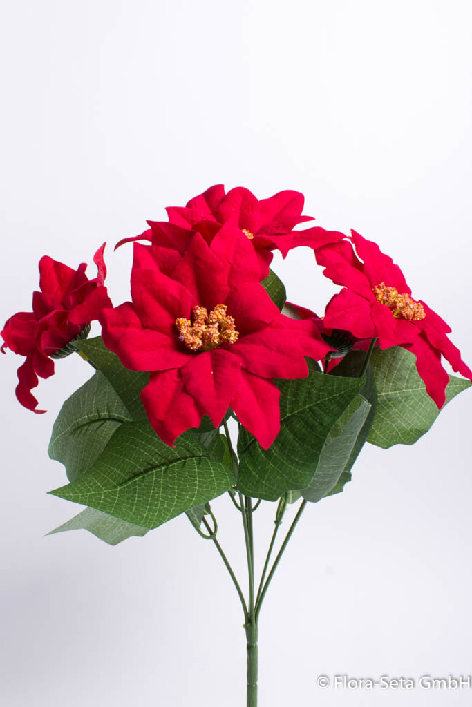 Poinsettienbusch mit 6 Blüten, samtig Farbe: rot