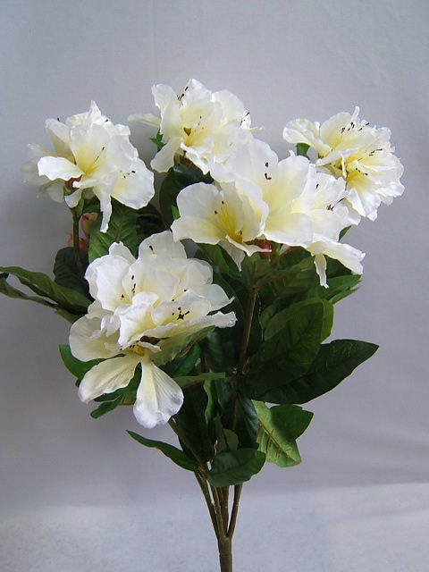 Rhododendronbusch mit 9 Blüten/Knospen Farbe:creme-weiß