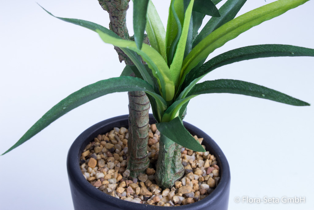Yucca-Pflanze in elegantem dunkelgrauen Keramiktopf