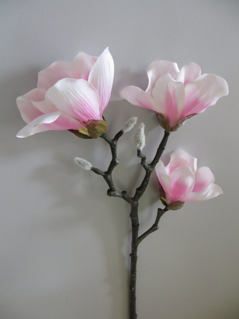 Magnolienzweig mit 3 Blüten und 3 Knospen Farbe: pink-creme