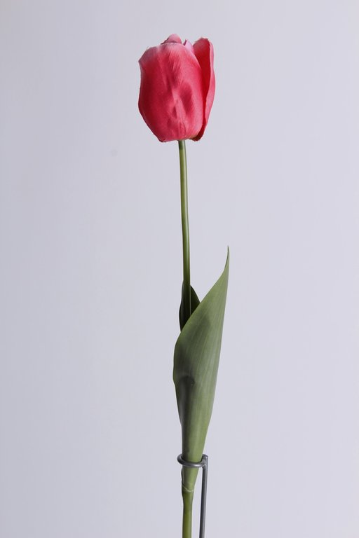 Tulpe langstielig mit 2 Blättern Farbe: beauty