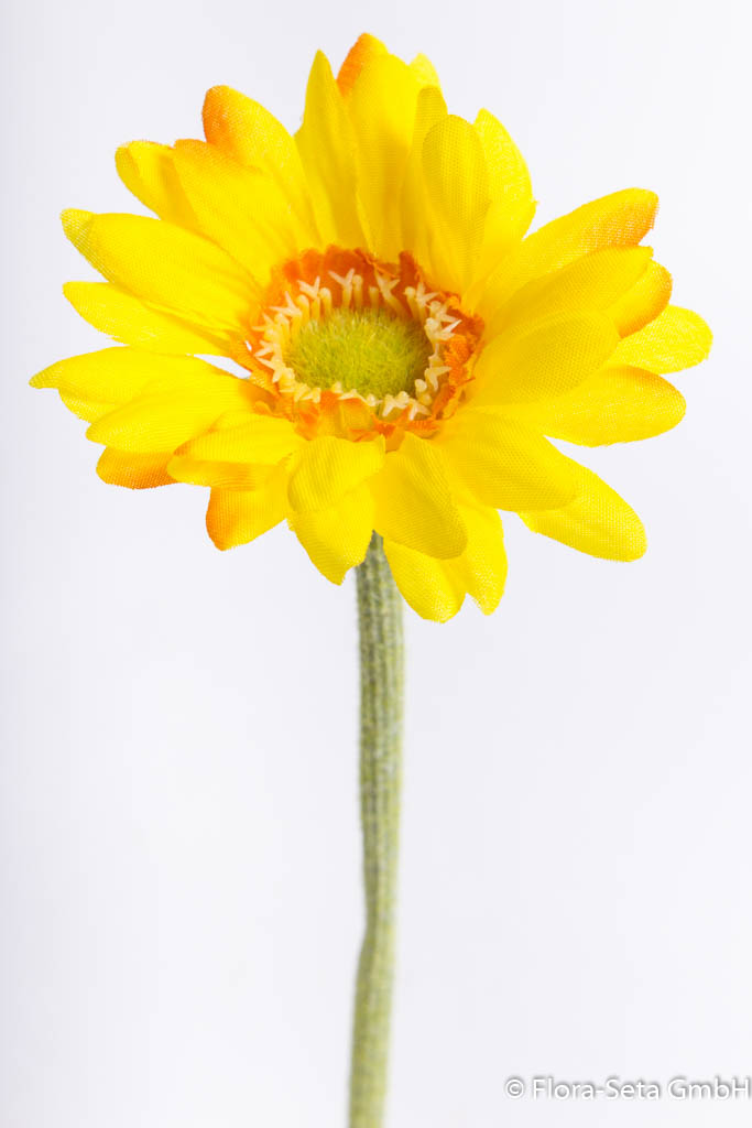 Mini Gerbera Farbe: gelb