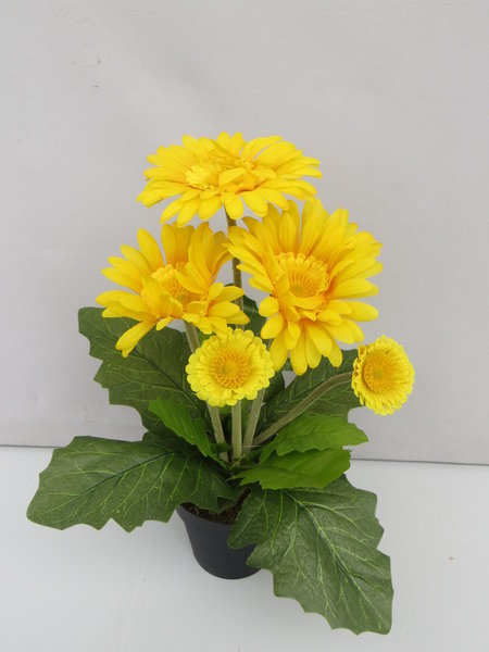 Gerbera mit 5 Blüten im schwarzen Kunststofftopf Farbe:gelb