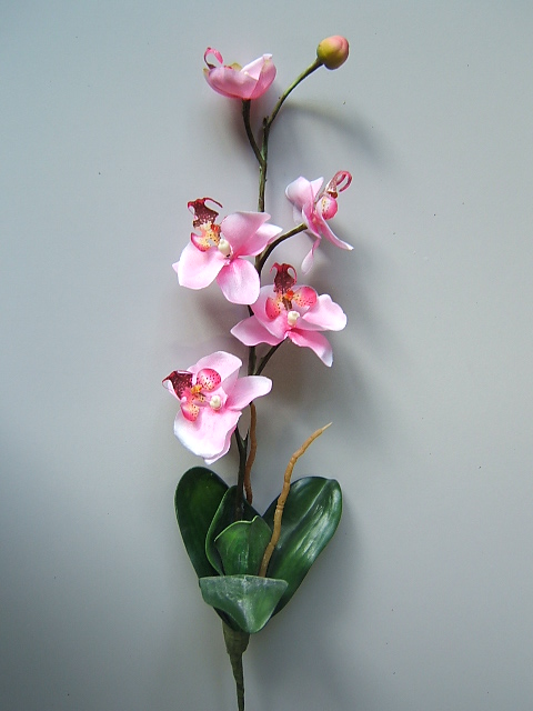 Orchidee mit 5 Blüten, 1 Knospe, 5 Blättern und Luftwurzeln Farbe:pink