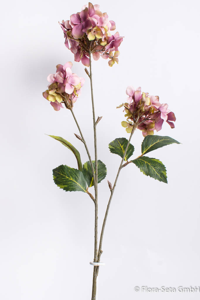 Hortensienzweig mit 3 Blütenköpfen Farbe: purple