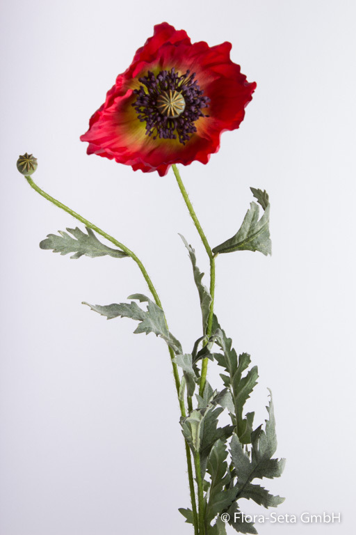 Mohnblume mit 1 Blüte und 1 Knospe Farbe: rot-dunkelrot