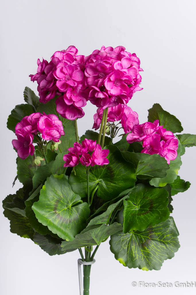 Geranienbusch mit 4 kleinen und 3 größeren Blütenköpfen Farbe: pink