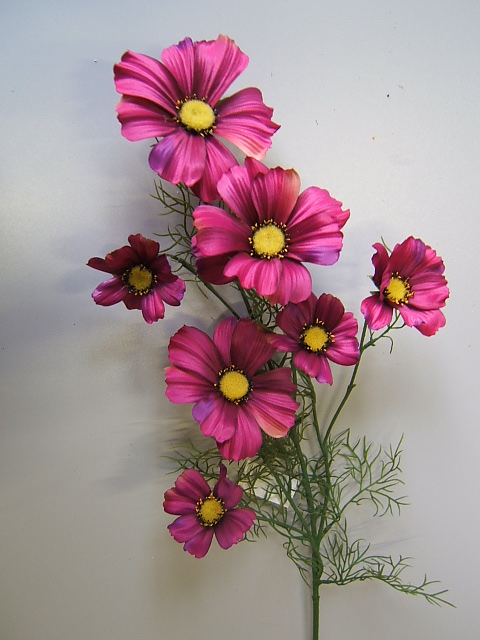 Cosmea mit 7 Blüten Farbe:fuchsia