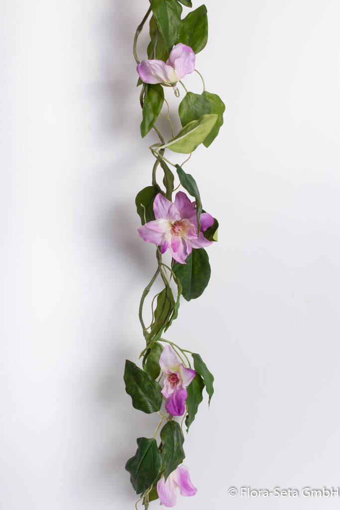 Blütengirlande (Clematis) Farbe: creme-flieder