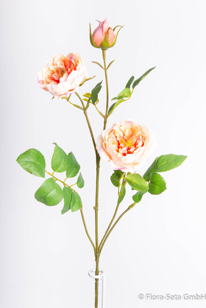 Rosenzweig mit 2 Blüten und 1 Knospe Farbe: lachs