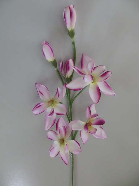 Orchidee-Cymbidiumzweig mit 4 Blüten und 3 Knospen Farbe:creme-lavendel