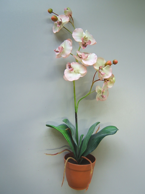 Orchidee Phalaenopsis im Kunststofftopf mit 9 Blüten, 4 Knospen u. 4 Blättern Farbe:pink-champagner