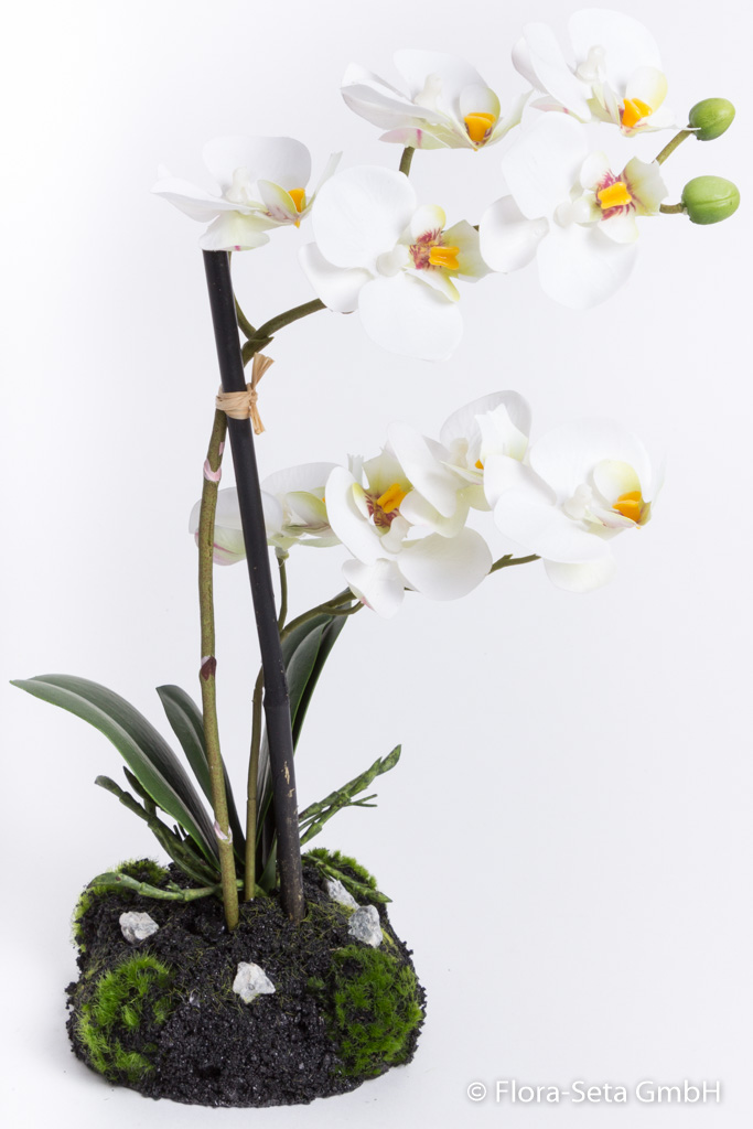 Orchidee Phalaenopsis mit 9 Blüten auf künstlichem Erdballen Farbe: creme-weiß
